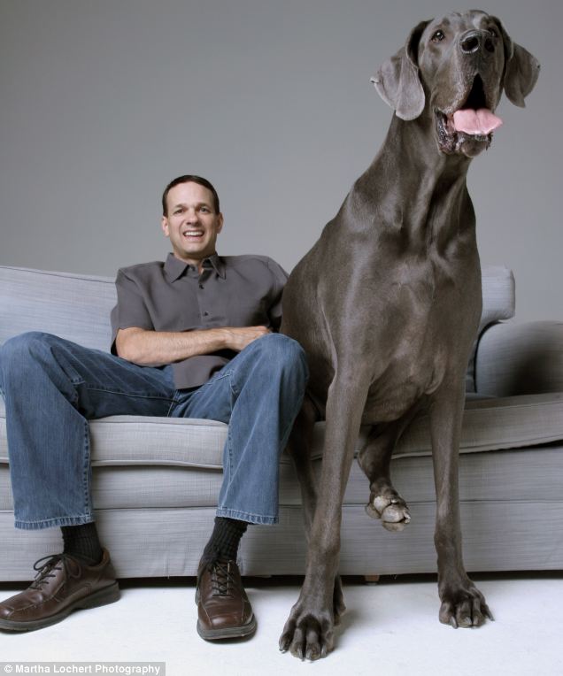 Are Great Danes The Biggest Dog In The World