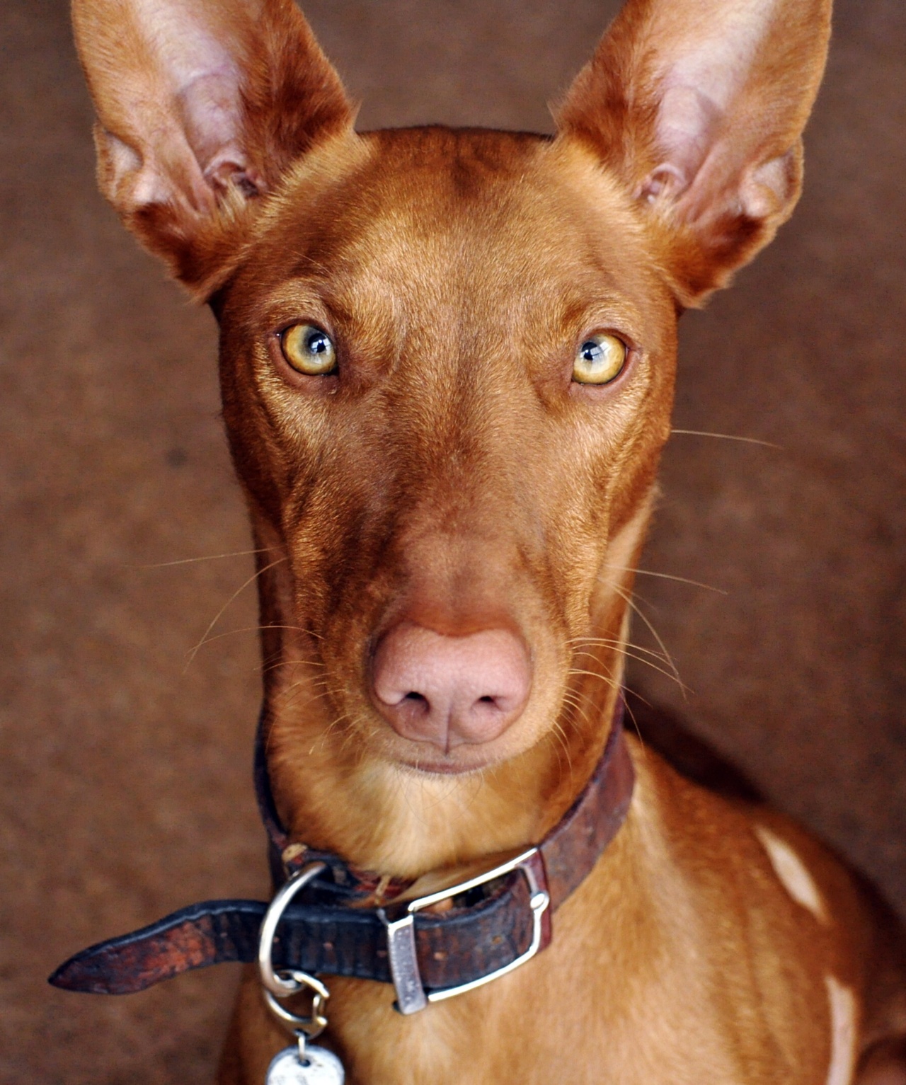 calgary-dog-daycare-grooming-training-pharaoh-hound