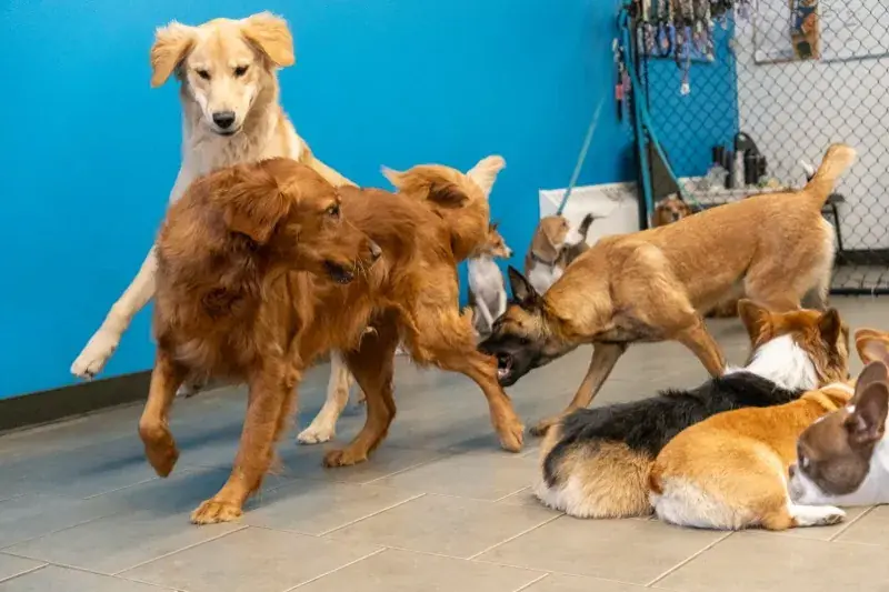 Happy dogs playing at PAWS Dog Daycare