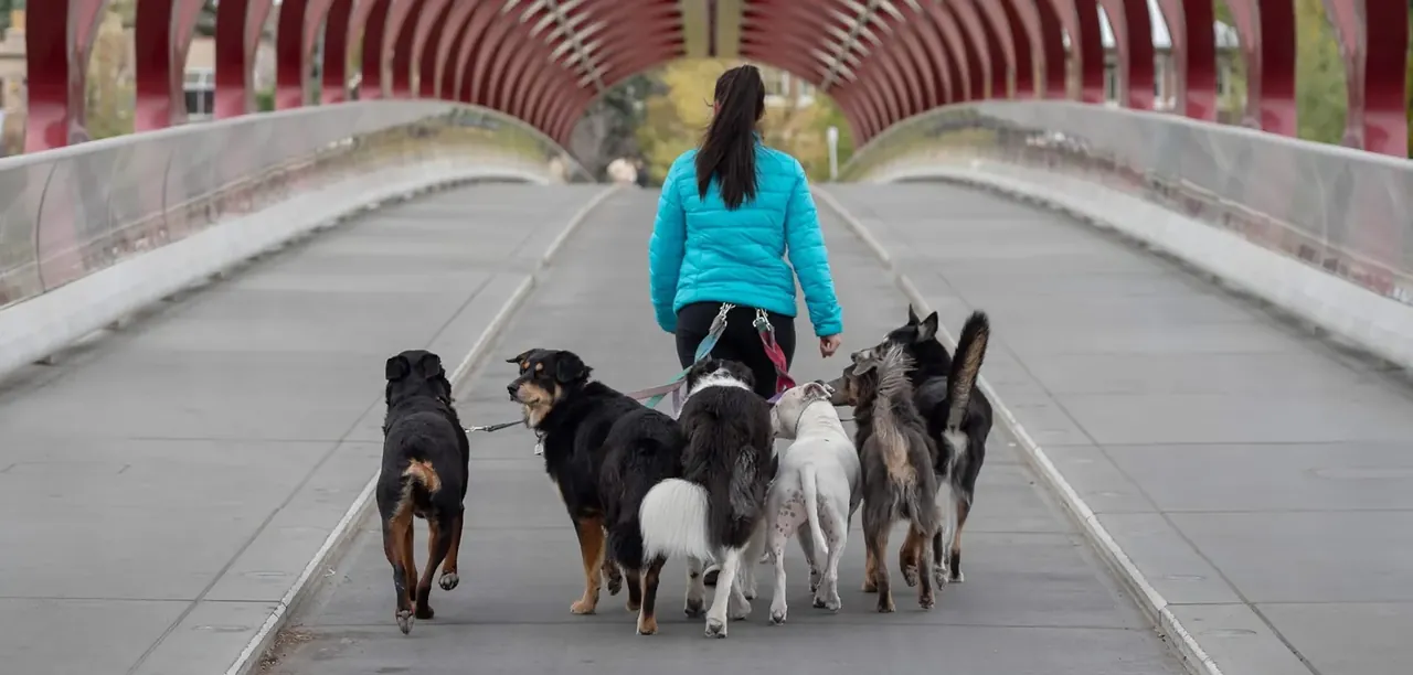 A pack leader walks seven dogs on leash across Calgary's Peace Bridge