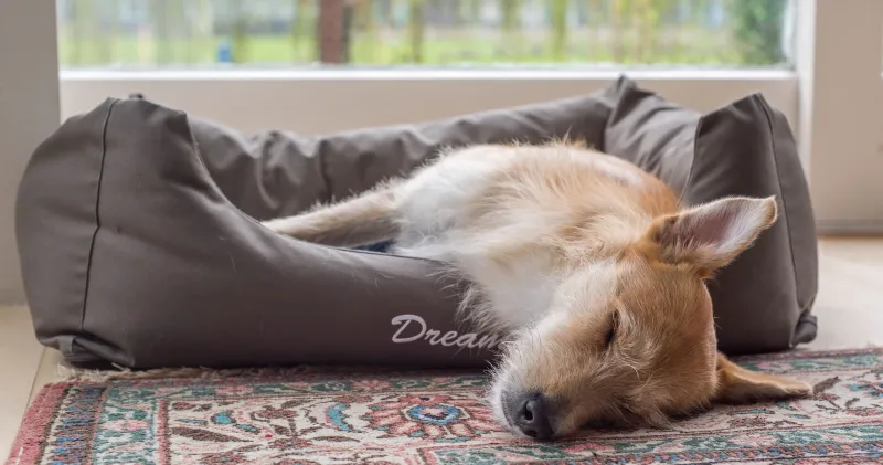 Dog relaxing during overnight boarding