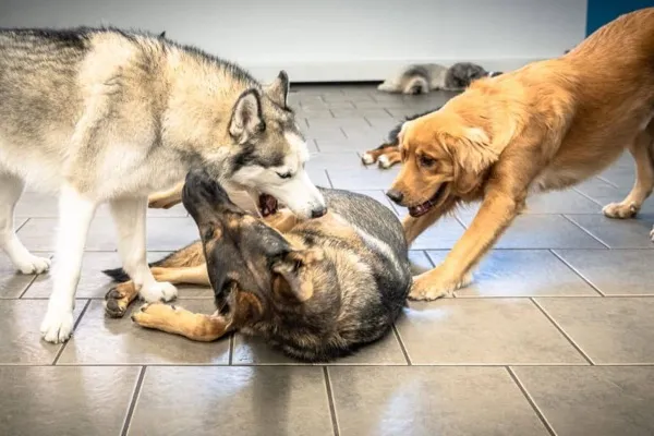 Dogs playing in daycare