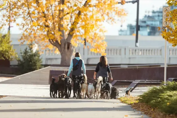 PAWS pack walk through Calgary neighbourhood