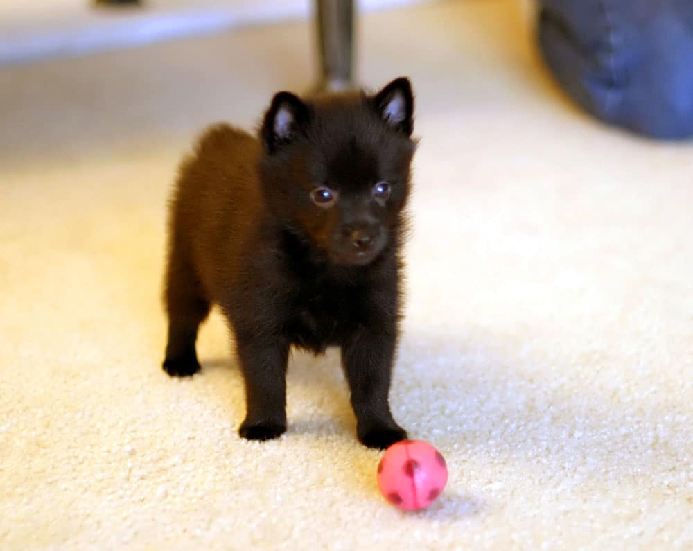 when should i spay or neuter my schipperke