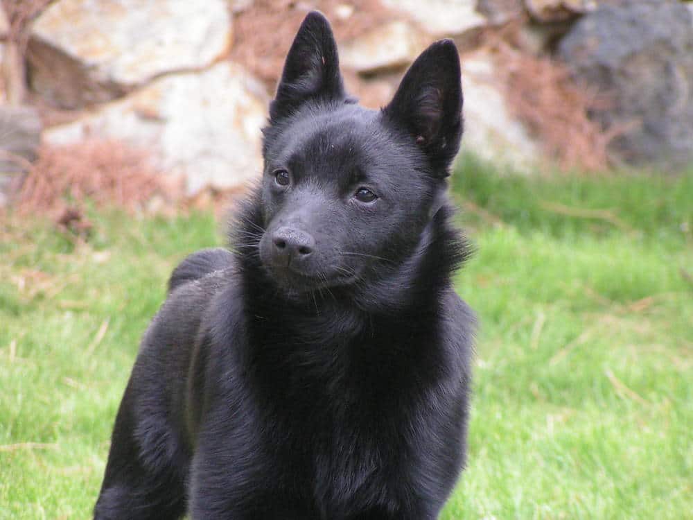 when should i spay or neuter my schipperke