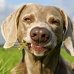 weim eating grass