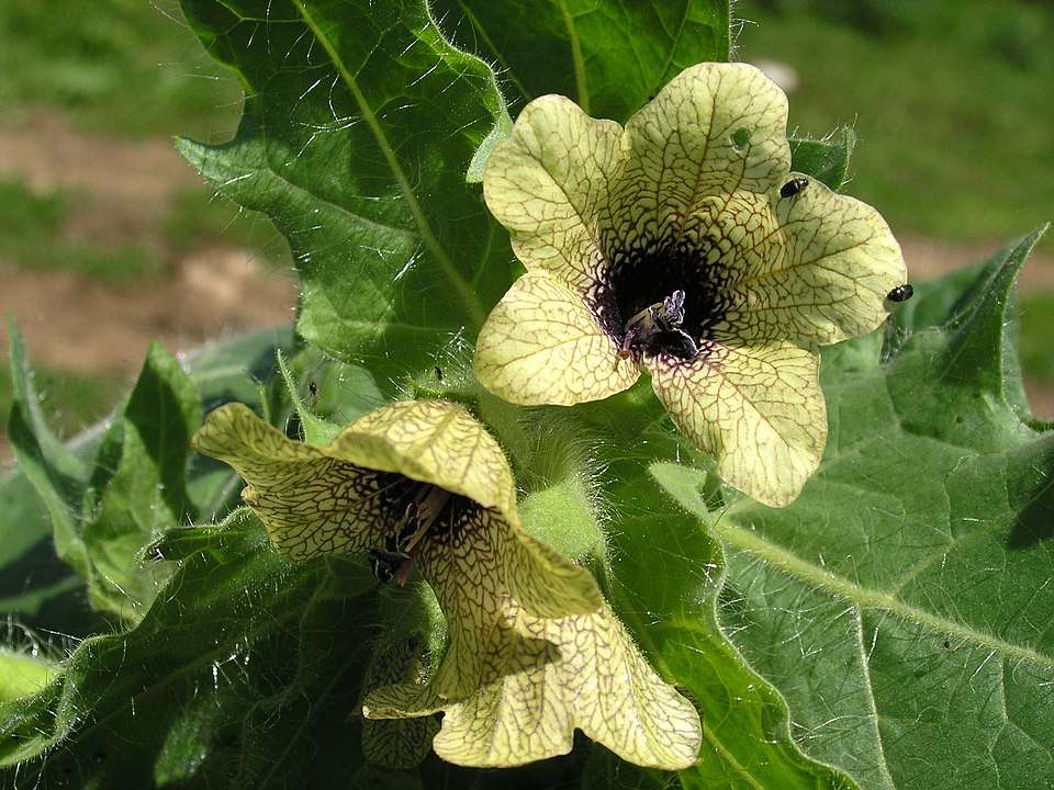 Black Henbane in Alberta