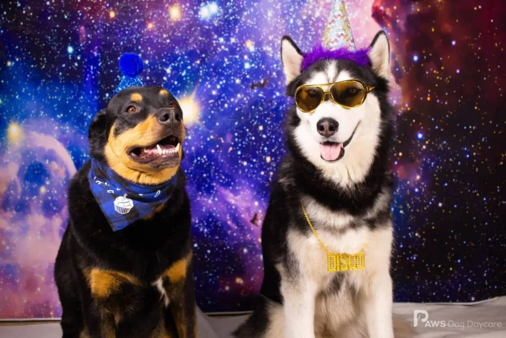 Calgary Dog Birthday Parties