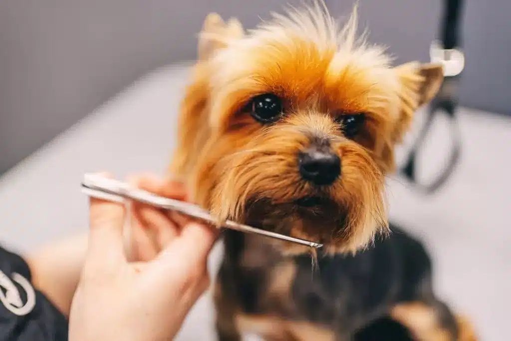 Dog Grooming In Downtown Calgary