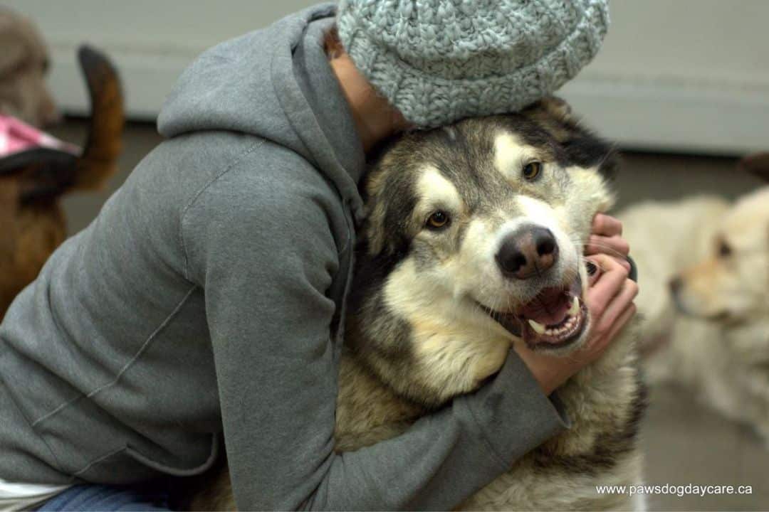 Dog loved by dog daycare staff