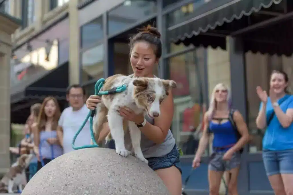 Puppy Classes and Dog Training in Calgary