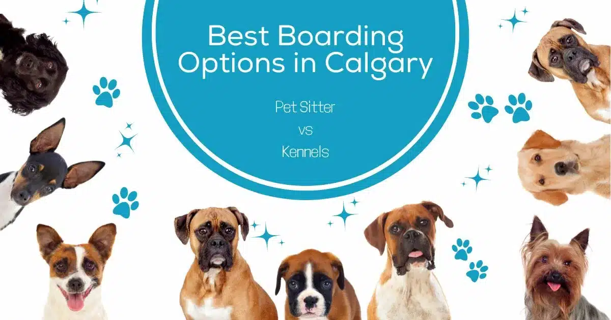 What Are The Best Boarding Options For My Dog In Calgary