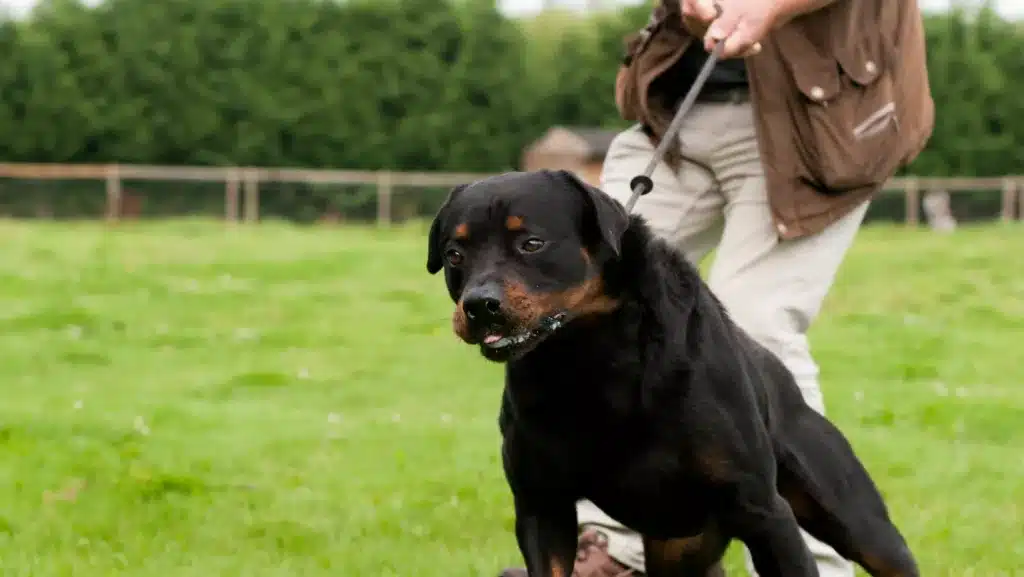 dog pulling on leash