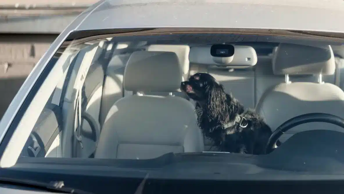 dog trapped in hot car 1