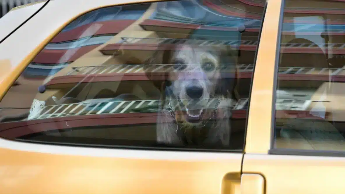 dog trapped in hot car