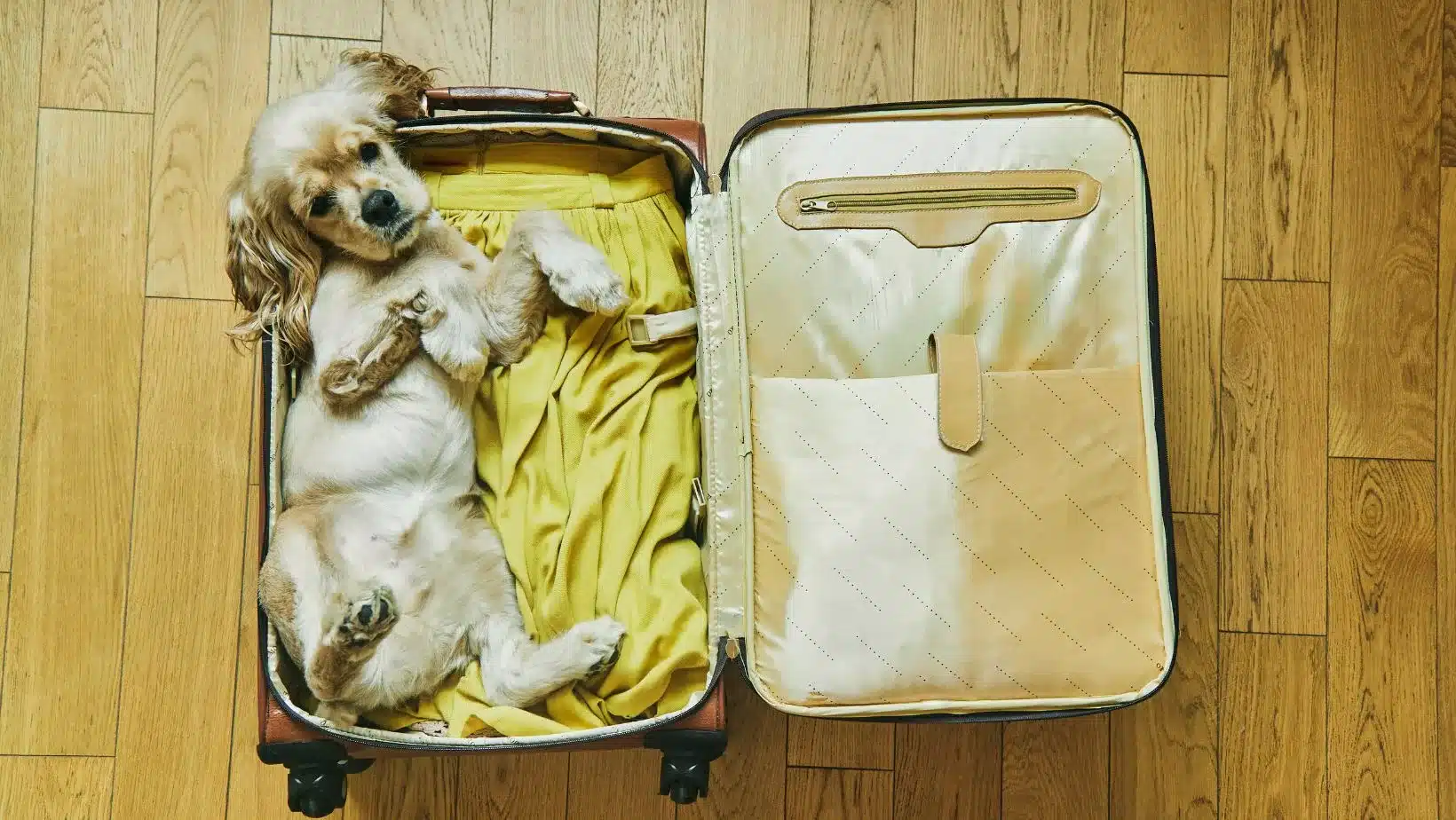 Featured image for “UPDATE: Preparing for Upcoming Changes to Travel to the United States With Your Dog”