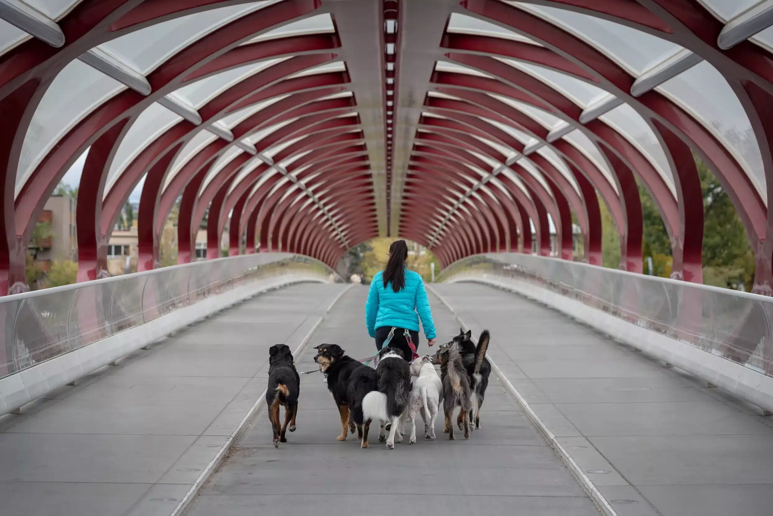 Calgary Dog Daycare